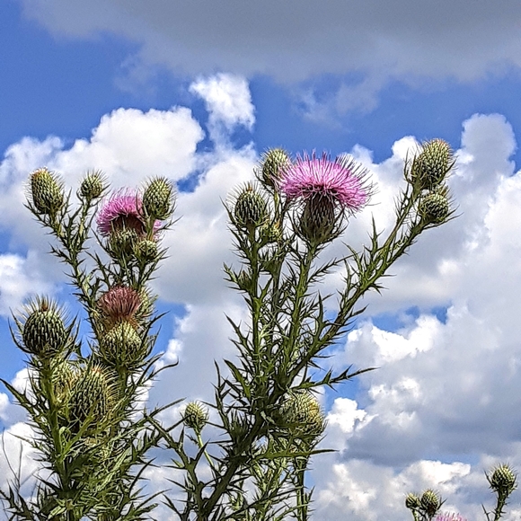 Meet your Posher, Layne - Picture 15 of 16